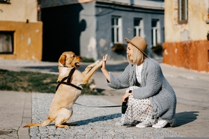 nachhaltiges hundegeschirr